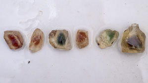 Gem-quality sunstone labradorite occurs in a broad range of colors, from pale yellow through pale pink to dark orange and even a deep red. The rarest material is green. These rough stones are from the Sunstone Butte mine in the US state of Oregon. – Robert Weldon
