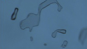 HOC synthetic alexandrite inclusion. HOC synthetic alexandrite inclusion.