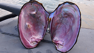 Large open mussel shell with pink interior Large open mussel shell with pink interior