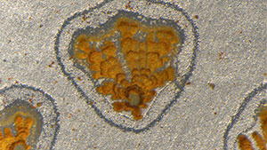 Footprint-shaped iron hydroxide deposit in quartz Footprint-shaped iron hydroxide deposit in quartz
