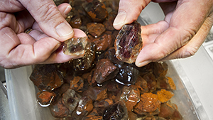 Large sunstone rough from the Ponderosa mine in Oregon Large sunstone rough from the Ponderosa mine in Oregon