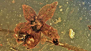 Tropidogyne flower in amber Tropidogyne flower in amber