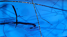Merelaniite whisker inclusions in tanzanite. Merelaniite whisker inclusions in tanzanite.